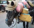 Θεσσαλονίκη: Απάλλαξαν την «Κούκλα», το 28 ετών άλογο από τον ζυγό (βίντεο)